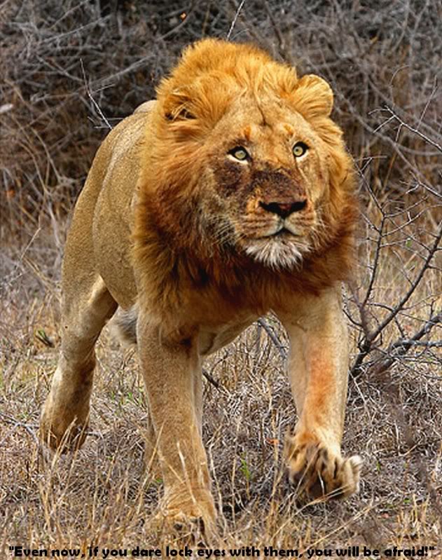 lion